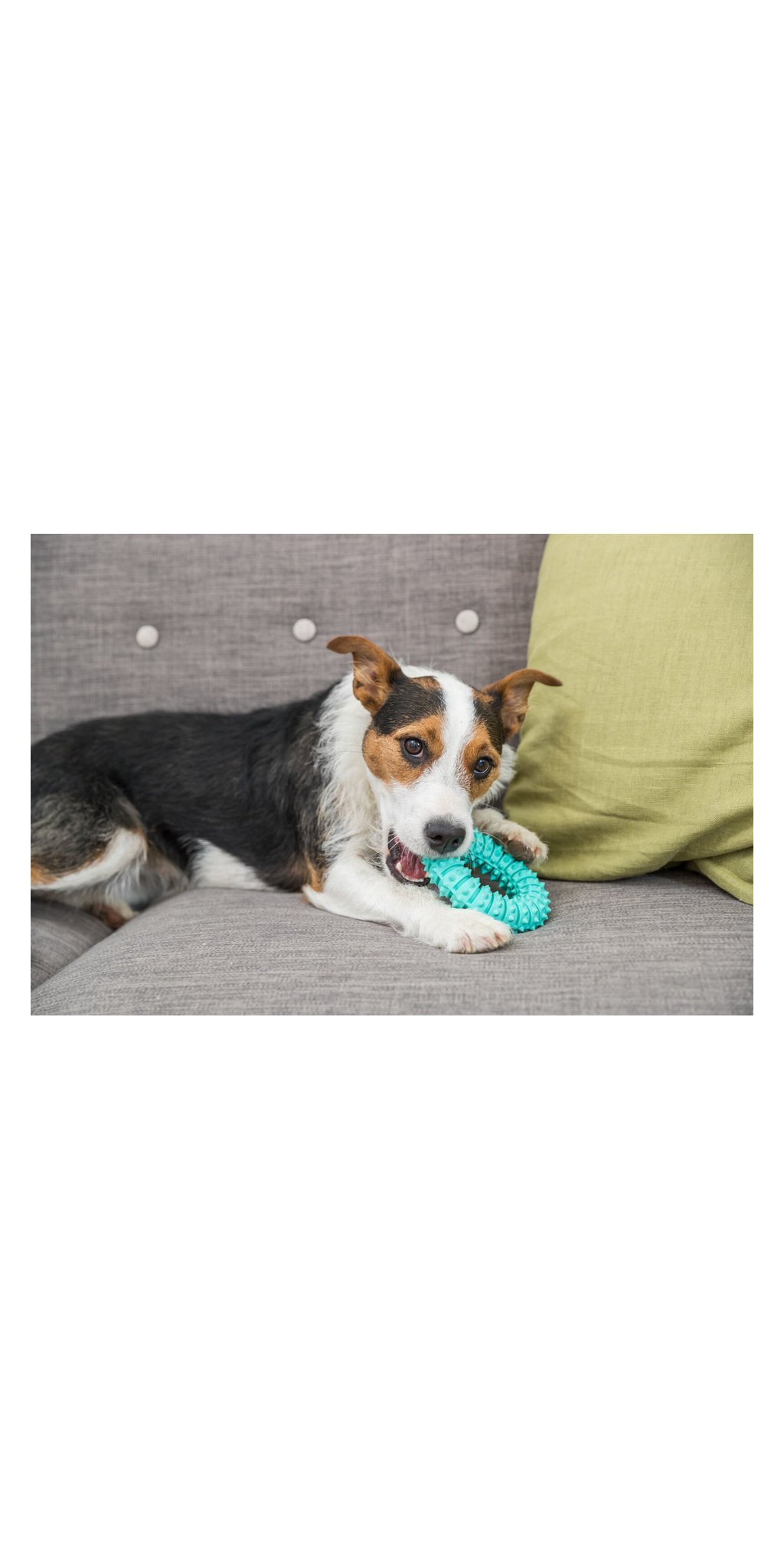 Denta fun anneau — TRIXIE — vue 2