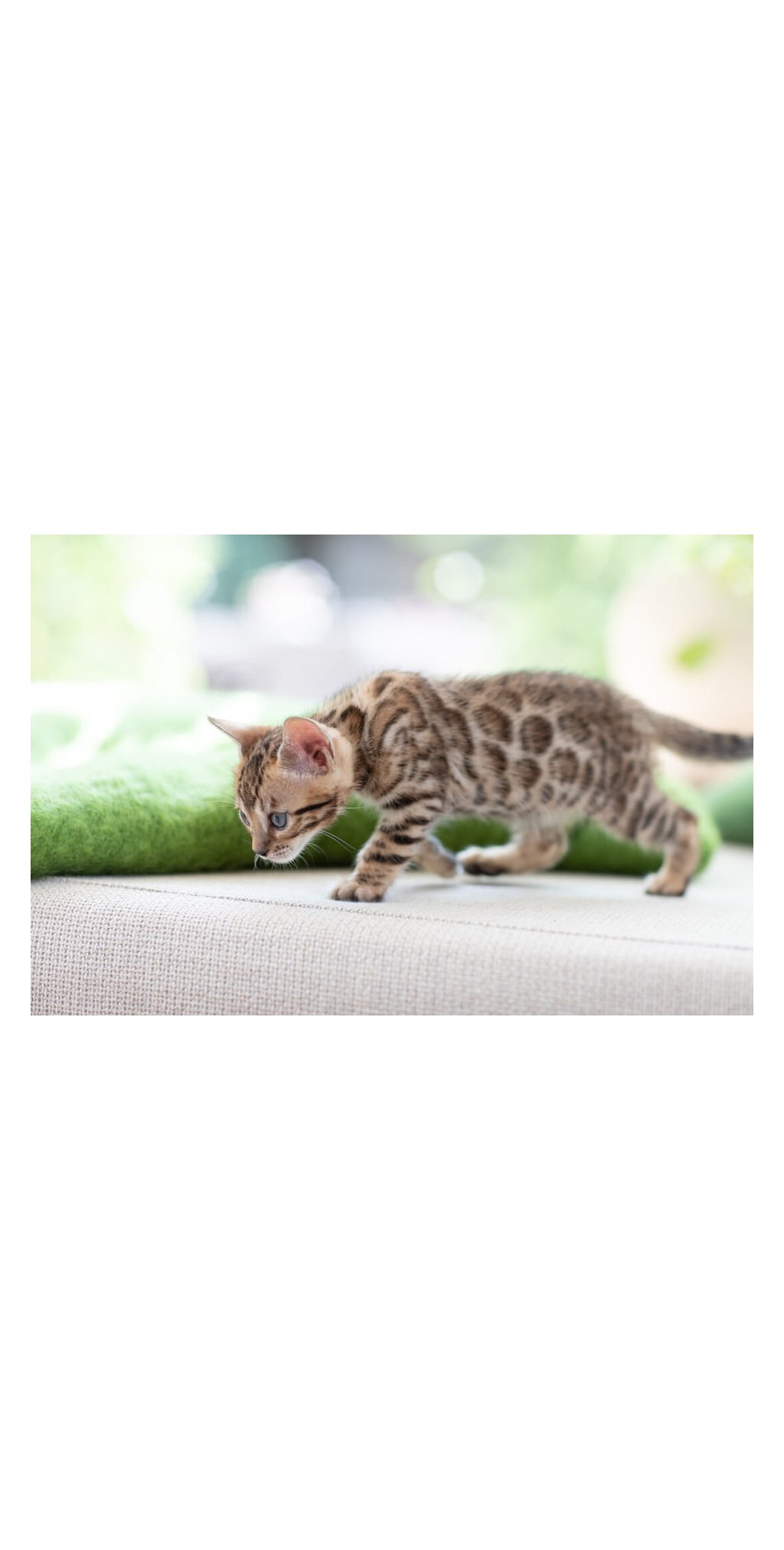 Litière végétale Comfort pour chaton — Cat’s Best — vue 3