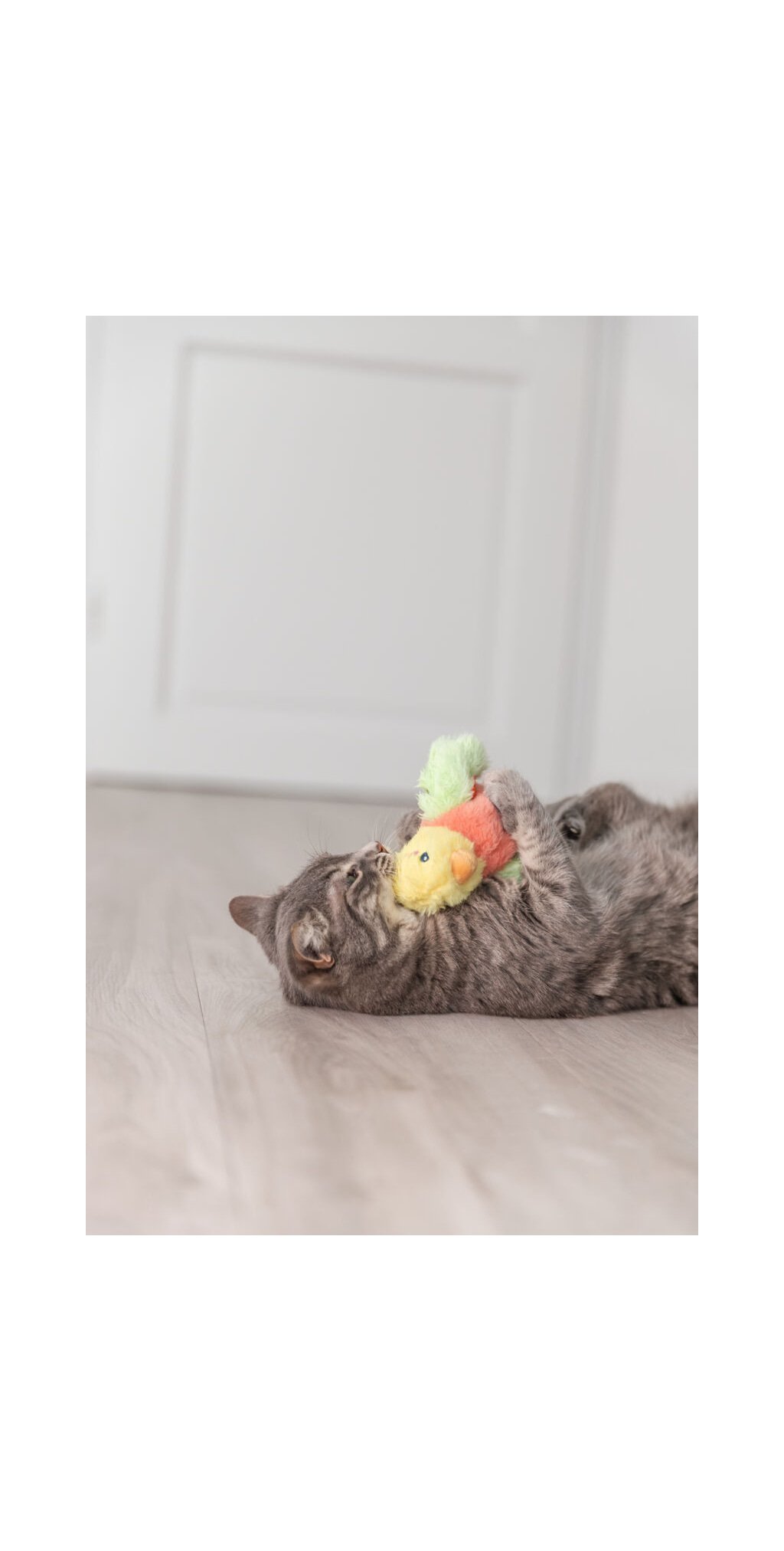 Oiseau fretillant — TRIXIE — vue 4