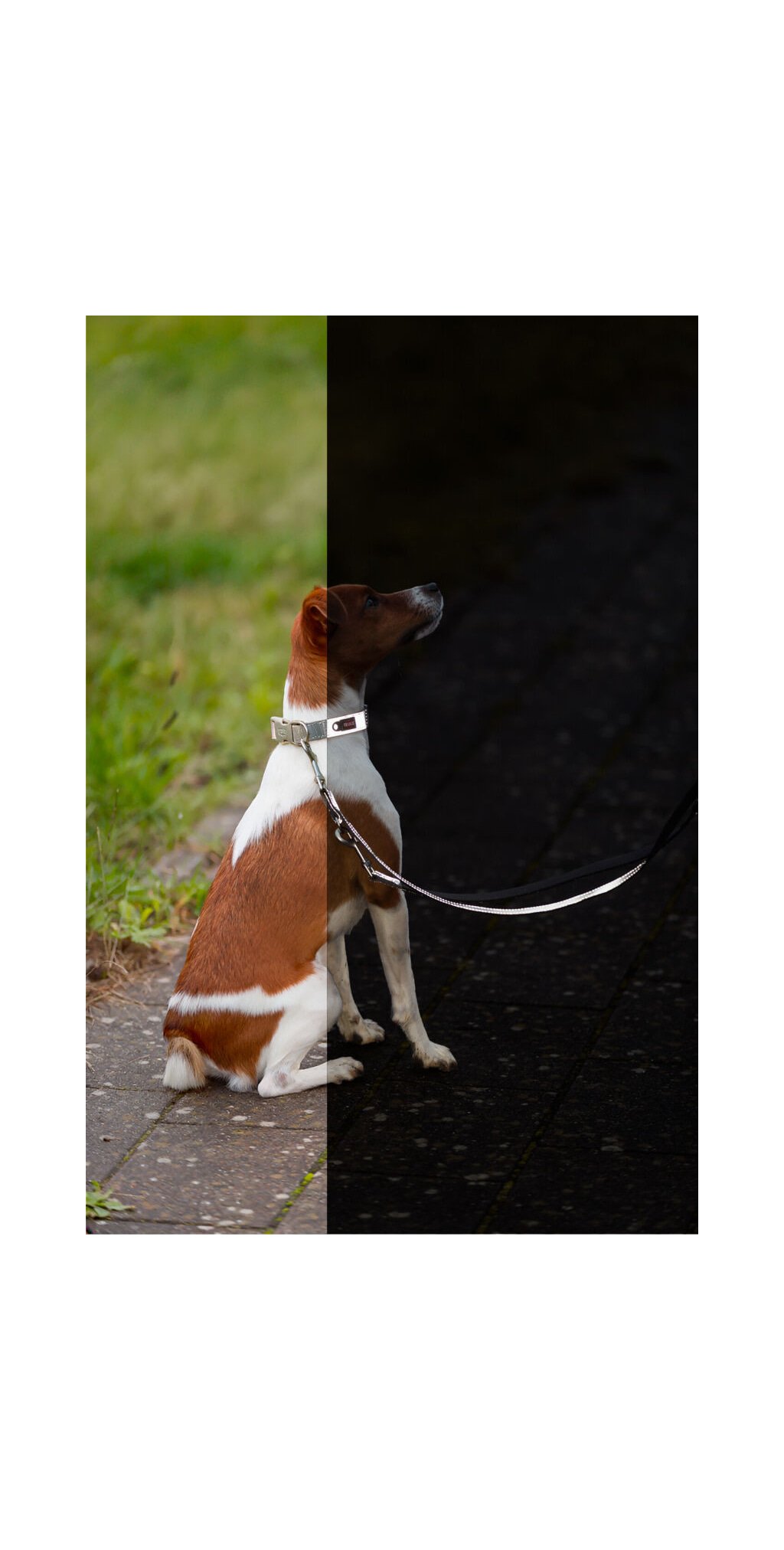 Premium reflect collier — TRIXIE — vue 4