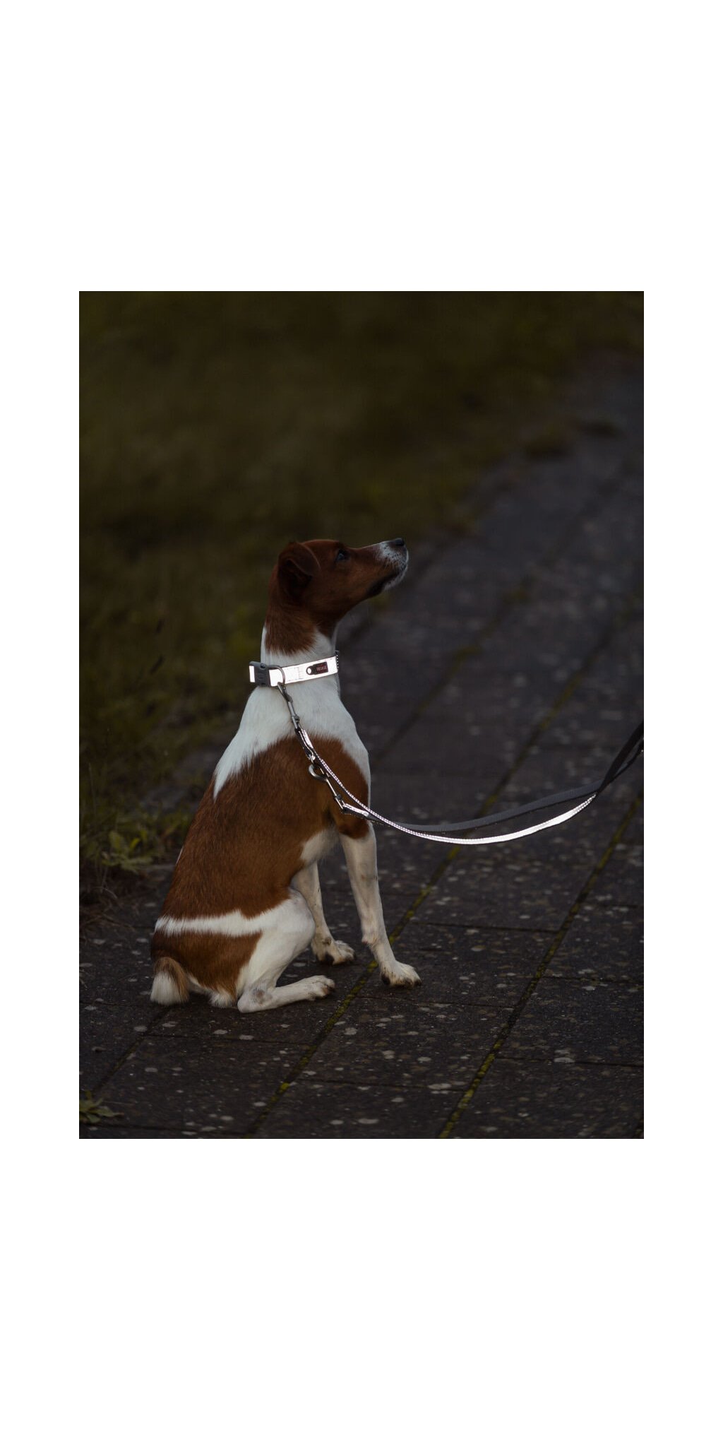 Premium reflect collier — TRIXIE — vue 5
